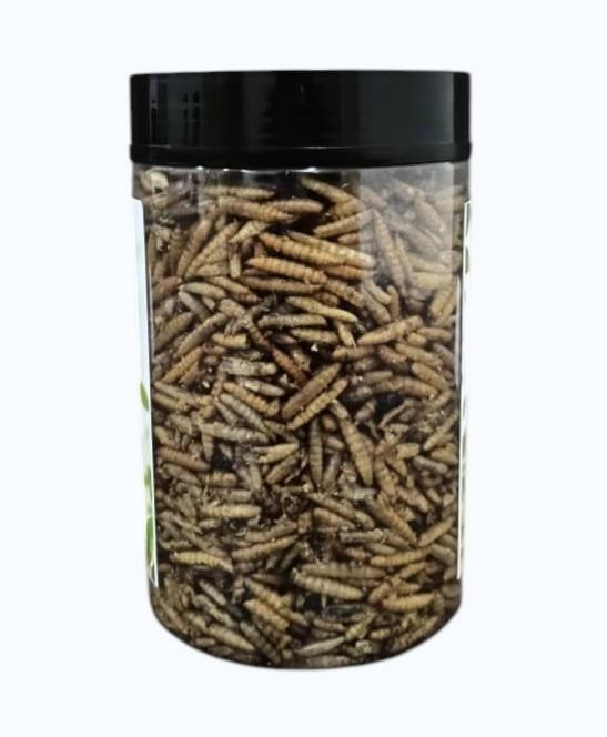 Dried Black Soldier Fly larvae texture detail