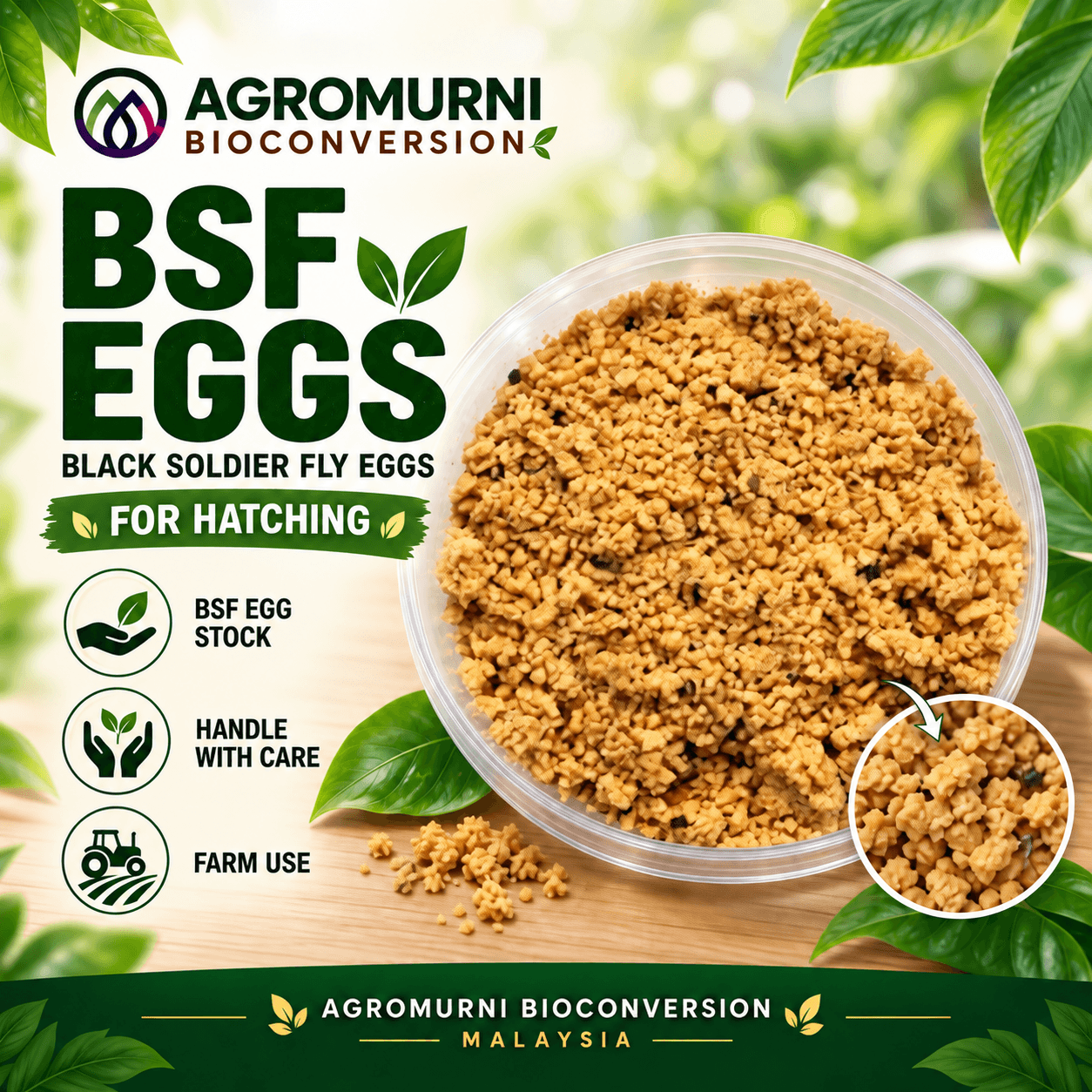 Agromurni Black Soldier Fly eggs for hatching and farm use